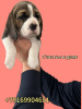 Foto №2 zu Ankündigung № 70885 zu verkaufen beagle - einkaufen Russische Föderation züchter