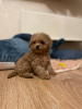 Foto №3. Maltipoo-Jungen und -Mädchen. Deutschland