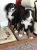 Foto №3. Süße Berner Sennenwelpen zur kostenlosen Adoption. Deutschland