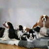 Foto №1. cavalier king charles spaniel - zum Verkauf in der Stadt Charjah | 380€ | Ankündigung № 13793