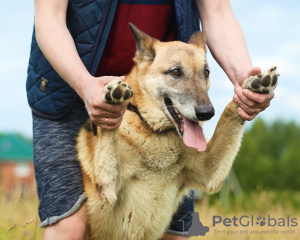 Foto №1. mischlingshund - zum Verkauf in der Stadt St. Petersburg | Frei | Ankündigung № 5387
