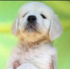 Foto №4. Ich werde verkaufen golden retriever in der Stadt Jagodina.  - preis - 800€