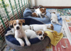 Foto №2 zu Ankündigung № 125097 zu verkaufen jack russell terrier - einkaufen Deutschland quotient 	ankündigung