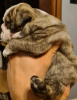 Foto №2 zu Ankündigung № 15214 zu verkaufen englische bulldogge - einkaufen Polen züchter