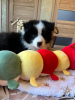 Foto №2 zu Ankündigung № 105247 zu verkaufen border collie - einkaufen Russische Föderation züchter