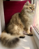 Zusätzliche Fotos: Britische langhaarige Katze