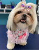 Foto №2 zu Ankündigung № 105235 zu verkaufen lhasa apso - einkaufen USA 