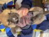 Foto №2 zu Ankündigung № 89318 zu verkaufen mischlingshund - einkaufen Russische Föderation quotient 	ankündigung