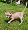 Foto №1. devon rex - zum Verkauf in der Stadt Helsinki | 350€ | Ankündigung № 118430