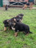 Foto №2 zu Ankündigung № 11631 zu verkaufen deutscher schäferhund - einkaufen Deutschland 