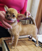 Zusätzliche Fotos: Hübscher roter Chihuahua-GSH-Junge