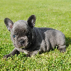 Foto №2 zu Ankündigung № 70876 zu verkaufen französische bulldogge - einkaufen Deutschland quotient 	ankündigung, züchter