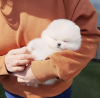 Foto №3. Niedlicher kleiner Pomeranian-Welpe mit Teetasse. USA