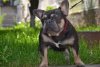 Foto №4. Ich werde verkaufen französische bulldogge in der Stadt Odessa. züchter - preis - 453€