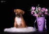 Foto №1. amerikanischer staffordshire terrier - zum Verkauf in der Stadt Odessa | 1000€ | Ankündigung № 10662