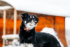 Foto №2 zu Ankündigung № 23651 zu verkaufen mischlingshund - einkaufen Russische Föderation quotient 	ankündigung
