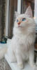 Zusätzliche Fotos: Newski-Maskerade-Katze mit Stammbaum