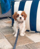 Foto №1. cavalier king charles spaniel - zum Verkauf in der Stadt Helsinki | 350€ | Ankündigung № 116643