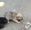 Foto №4. Ich werde verkaufen mischlingshund in der Stadt Kharkov. quotient 	ankündigung - preis - Frei