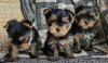 Foto №3. Gesunde Yorkshire-Terrier-Welpen zur Adoption. Deutschland