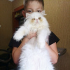 Foto №3. Reinrassige persische Kätzchen zu verkaufen. Ukraine