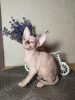 Foto №1. sphynx cat - zum Verkauf in der Stadt Woronesch | 455€ | Ankündigung № 7509