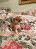 Zusätzliche Fotos: Chihuahua-Welpe