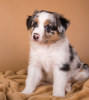 Foto №1. australian shepherd - zum Verkauf in der Stadt Stockholm | verhandelt | Ankündigung № 96290