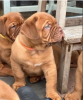 Foto №1. dogue de bordeaux - zum Verkauf in der Stadt Stockholm | verhandelt | Ankündigung № 113244