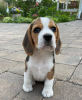 Foto №4. Ich werde verkaufen beagle in der Stadt Würzburg. quotient 	ankündigung - preis - 426€