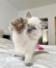 Foto №3. Ragdoll-Katze. USA