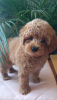 Foto №3. Mini female poodle. Serbien