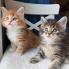 Foto №1. maine-coon-katze - zum Verkauf in der Stadt Reykjavík | 284€ | Ankündigung № 57206