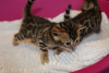 Foto №3. Gesunde Bengalkatzen-Kätzchen stehen zum Verkauf. Deutschland