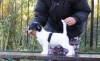 Foto №3. Jack-Russell-Terrier-Welpe. Russische Föderation