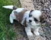 Zusätzliche Fotos: Wunderschöne Shih Tzu-Welpen