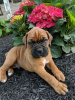 Foto №2 zu Ankündigung № 111394 zu verkaufen deutscher boxer - einkaufen USA 