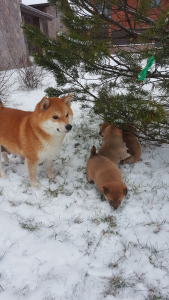 Foto №4. Ich werde verkaufen shiba in der Stadt St. Petersburg. züchter - preis - verhandelt