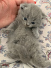 Zusätzliche Fotos: Saubere Scottish Fold-Kätzchen zum Verkauf in Deutschland