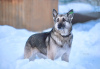 Zusätzliche Fotos: Gemischter Osteuropäischer Schäferhund in guten Händen