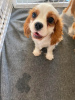 Foto №2 zu Ankündigung № 123042 zu verkaufen cavalier king charles spaniel - einkaufen Ungarn quotient 	ankündigung