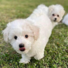 Foto №2 zu Ankündigung № 89888 zu verkaufen bichon frisé - einkaufen Australien 