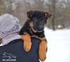 Zusätzliche Fotos: Das Reservat ist geöffnet. Deutscher schäferhund welpen. FCI.