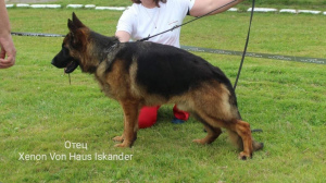 Foto №1. deutscher schäferhund - zum Verkauf in der Stadt Kaliningrad | 281€ | Ankündigung № 1996