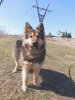 Foto №2 zu Ankündigung № 50489 zu verkaufen mischlingshund - einkaufen Russische Föderation quotient 	ankündigung
