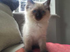 Foto №3. Süße Ragdoll-Kätzchen sind jetzt zur Adoption verfügbar. Deutschland