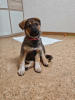 Foto №1. mischlingshund - zum Verkauf in der Stadt Москва | Frei | Ankündigung № 102661