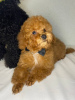 Foto №3. Toy Poodle Welpe Rotbrauner Junge. Ukraine