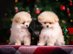 Foto №1. german spitz - zum Verkauf in der Stadt Jaroslawl | Verhandelt | Ankündigung № 4269