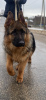 Foto №2 zu Ankündigung № 89547 zu verkaufen deutscher schäferhund - einkaufen Weißrussland quotient 	ankündigung